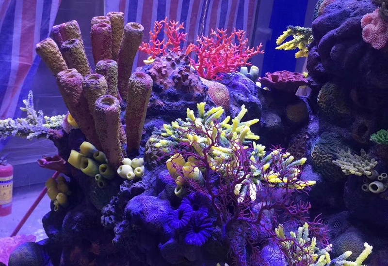 珊瑚礁造景施工