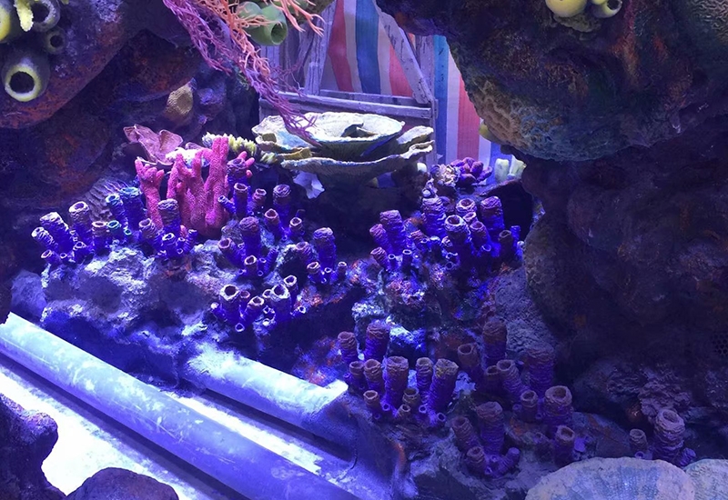 珊瑚展池制作