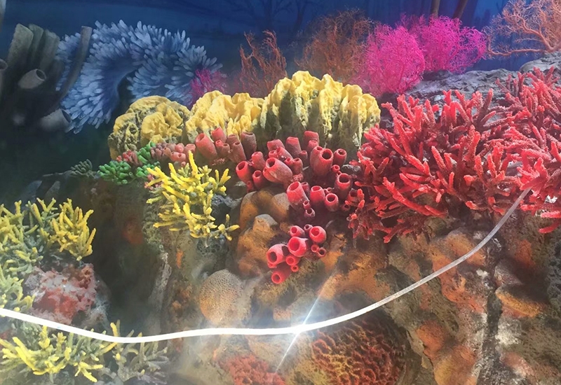 上海珊瑚造景展池施工