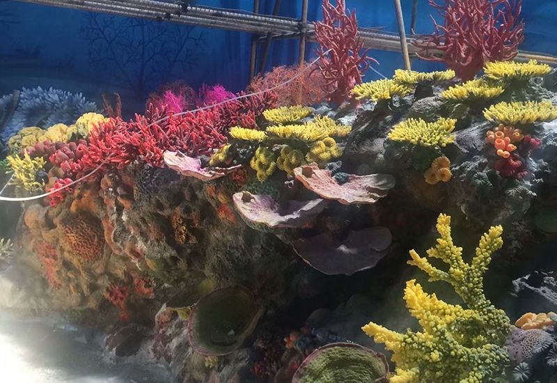 上海人工珊瑚