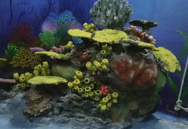 大连珊瑚造景设计