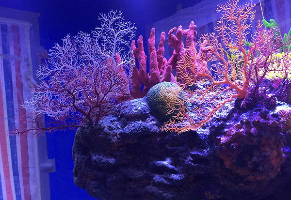 人工珊瑚
