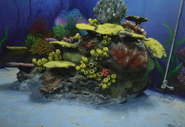 珊瑚造景展池