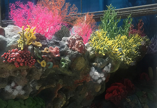 珊瑚展池制作