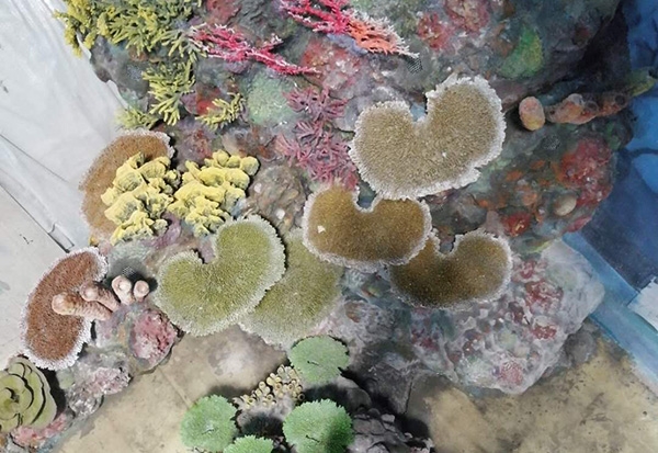 天津珊瑚礁造景