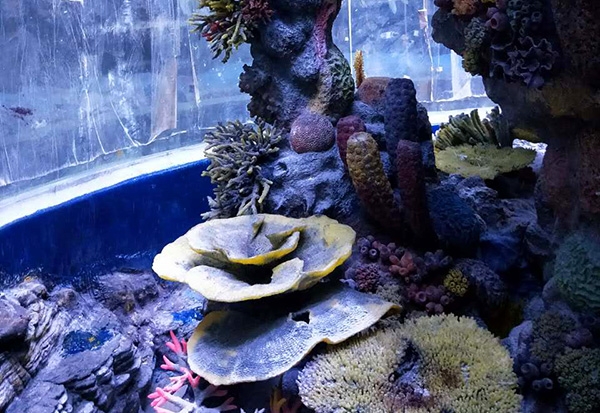 水下珊瑚礁造景