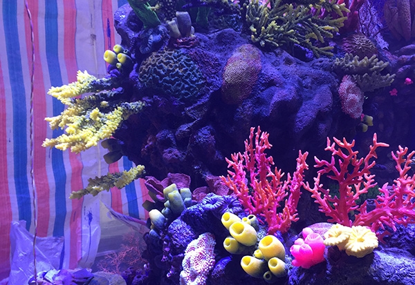 合肥水下珊瑚造景