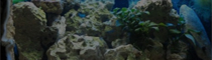 珊瑚礁造景