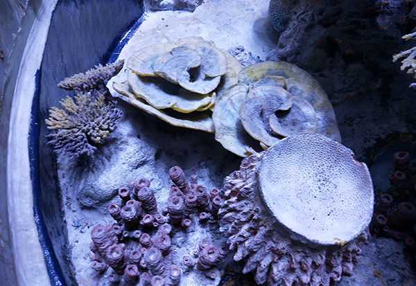 人造珊瑚礁