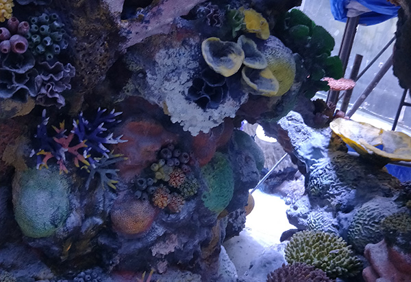 珊瑚礁造景展池