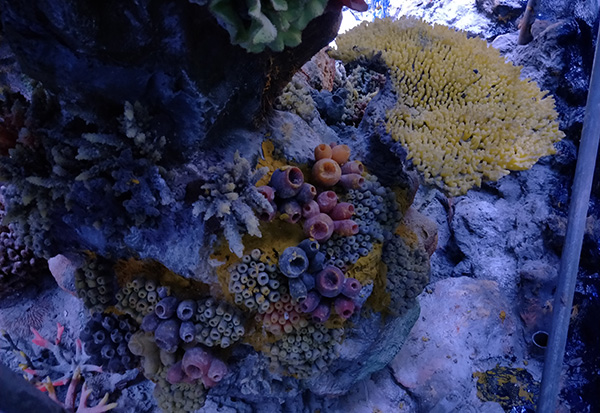 珊瑚礁造景哪家好