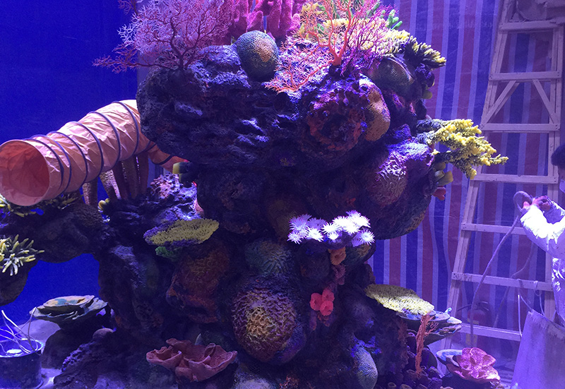 水下珊瑚礁石