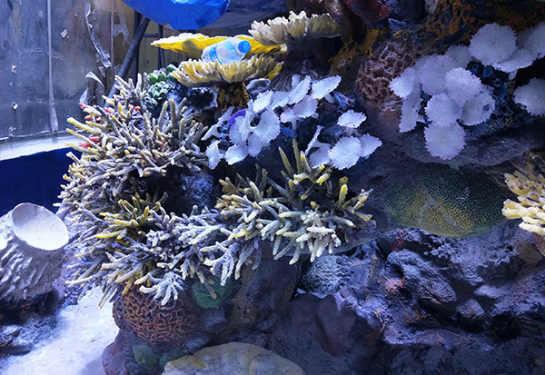 水下珊瑚造景施工