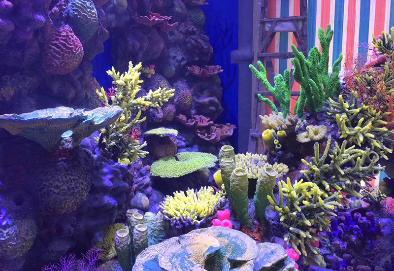 珊瑚礁造景设计