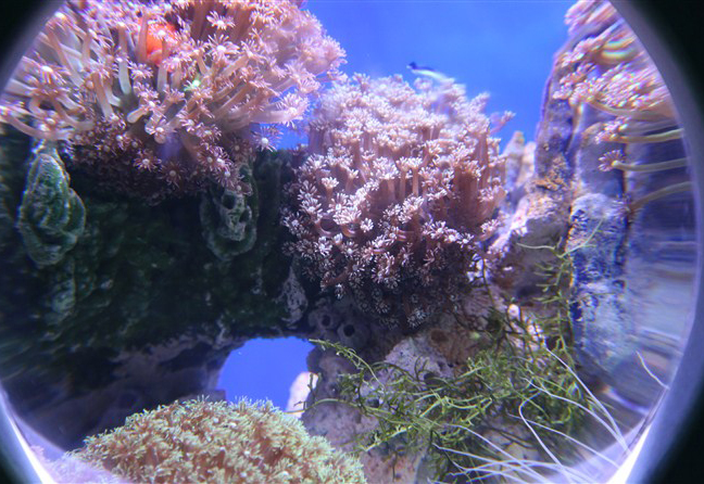 了解珊瑚礁造景之珊瑚礁