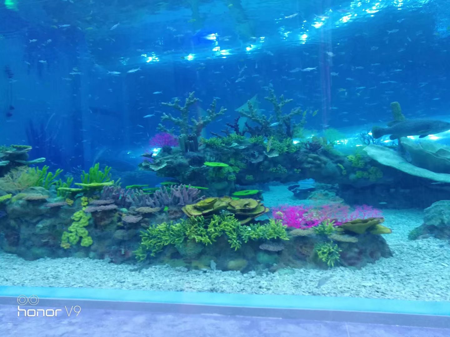 海洋公园施工  珊瑚礁造景  水下造景