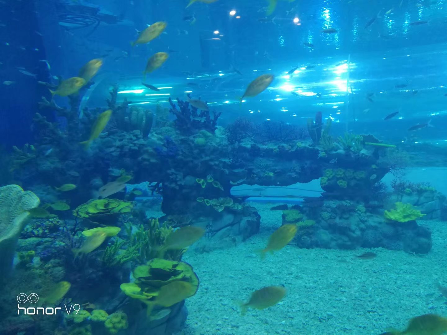 如何欣赏台湾式珊瑚礁水草造景